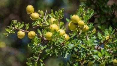 Photo of فترة موسم (الأكدال) بغابة الأركان بإقليم اشتوكة أيت باها